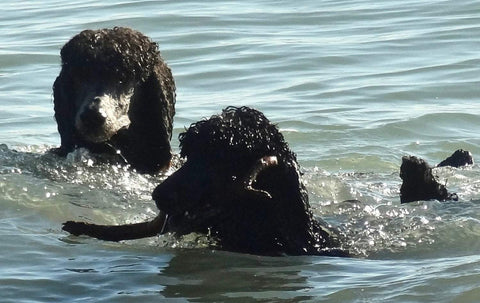 Large Waterproof Sheet