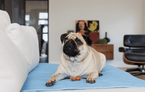 Pet Bed Pad