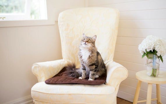 Pet Chair Pad