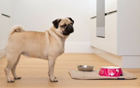 Pet Chair Pad