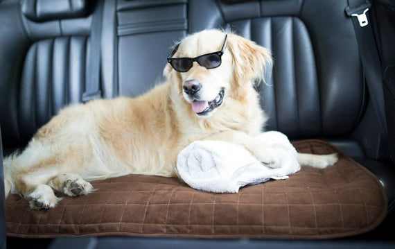 Car Seat or Couch Cover