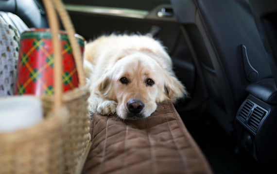 Car Seat or Couch Cover