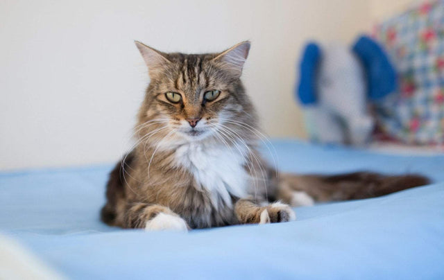 Pet Bed Pad
