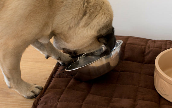 Pet Chair Pad
