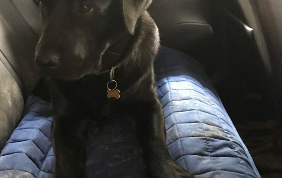 Car Seat or Couch Cover